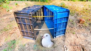 Unique &amp; Best Homemade Bird Trap 🪤 BY Box | How To Trap Pigeon By Using Plastic Box