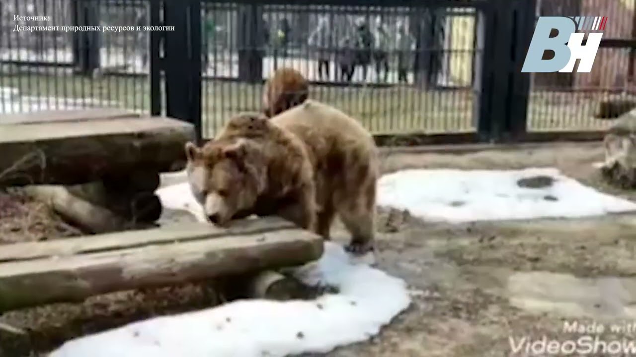 Видео собака привела медведей