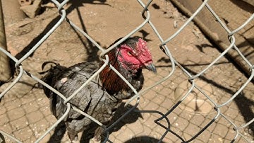 Saib qaib sib ncaws nawb