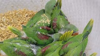 parrots chicks waiting for new shelter #like #birds #ringnackparrot #raw #africa #hobby #804 #new by Birds_lover85 146 views 2 months ago 1 minute, 31 seconds