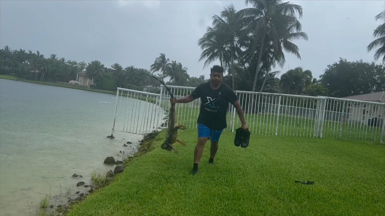 Iguana hunting mix hurricane Season Florida 2024