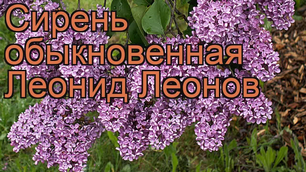 Сирень обыкновенная сорт леонид леонов - VseSorta.net
