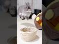 見て!この走り、繁殖引退ママうさぎ幸せの舞 #shorts #うさぎ #rabbit