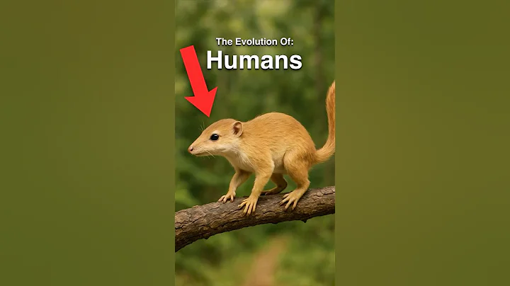 Human Evolution in Under 60 Seconds