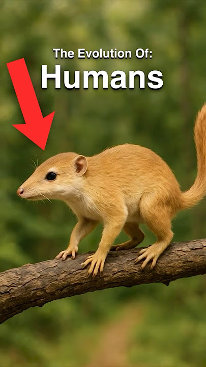 Download lagu Human Evolution in Under 60 Seconds