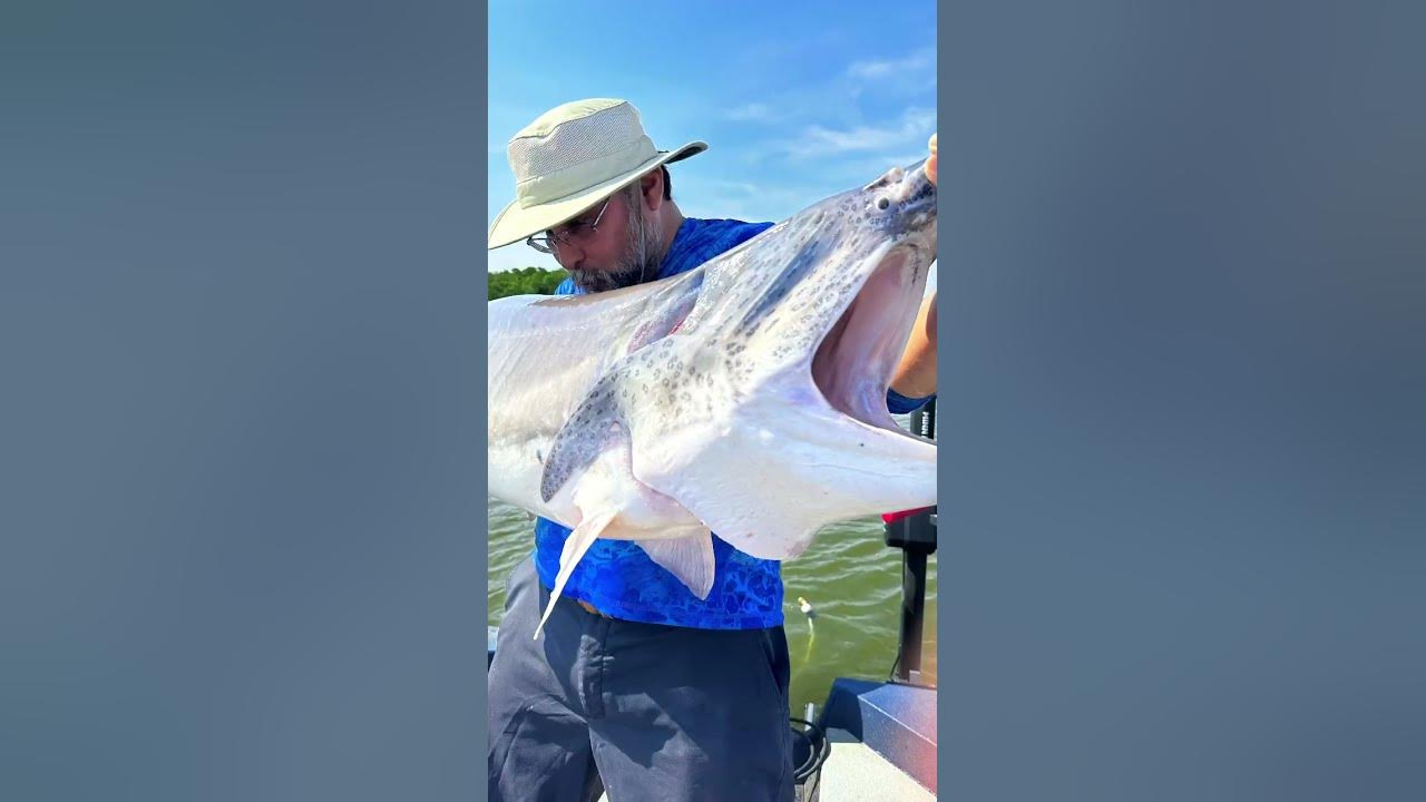 Snagging Paddlefish / Spoonbill Oklahoma fishing. shorts paddlefish 