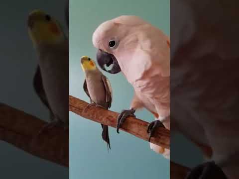 Video: Razlika Med Cockatoo In Cockatiel