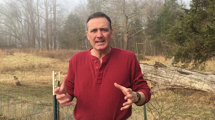 Growing Oak Trees From Planting Acorns