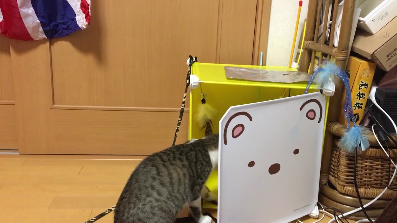 Cat Box YouTube
