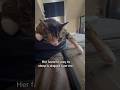She’s such a Velcro cat!