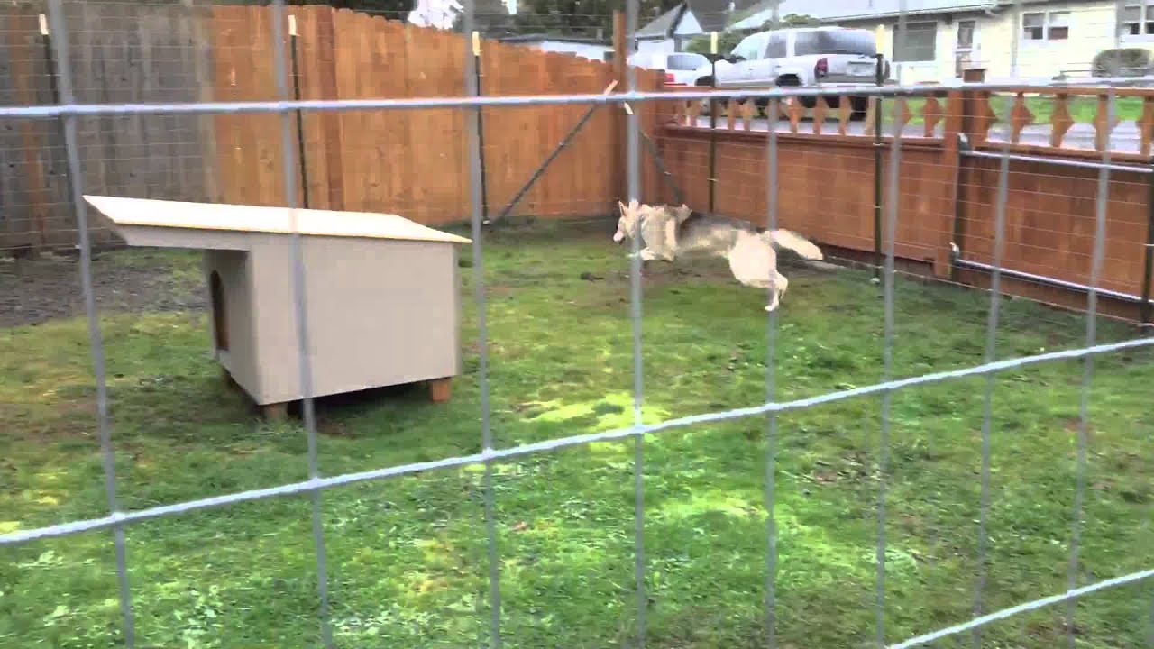 fence for fido