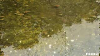 AfterEffects Water Animation Using Displacement Texture Map