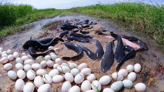 Download Lagu 🔥 “INSANE Catch! Massive Catfish \u0026 a lot of duck eggs Found in Muddy Field!” MP3