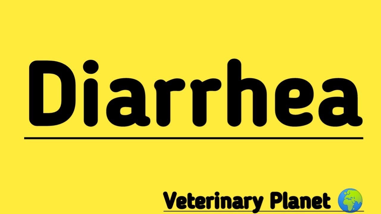 Diarrhea Diarrhea Treatment in Cattle Most effective treatment of Diarrhea YouTube