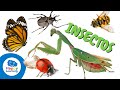 Qué son los Insectos: Tipos de Insectos (Videos Educativos para Niños)