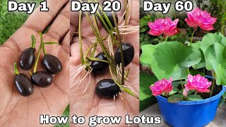 How to grow lotus plant at home, How to grow lotus from seeds to flower by The One Page 700,667 views 10 months ago 11 minutes, 55 seconds