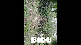 pembuktian BIDU dgn joky barunya turun gunung