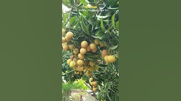 Mùa vải thiều chín mọng, ngọt lịm