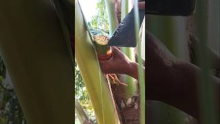 Making Water From Coconut Flowers Has A Delicious Sweet Taste.