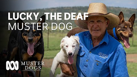 Muster Dogs | ABC Australia
