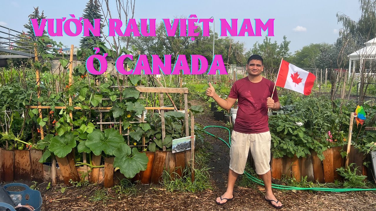 Vườn Rau Việt Nam Ở Canada - YouTube
