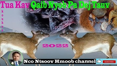 hunting/tua kauv qaib 2022/4