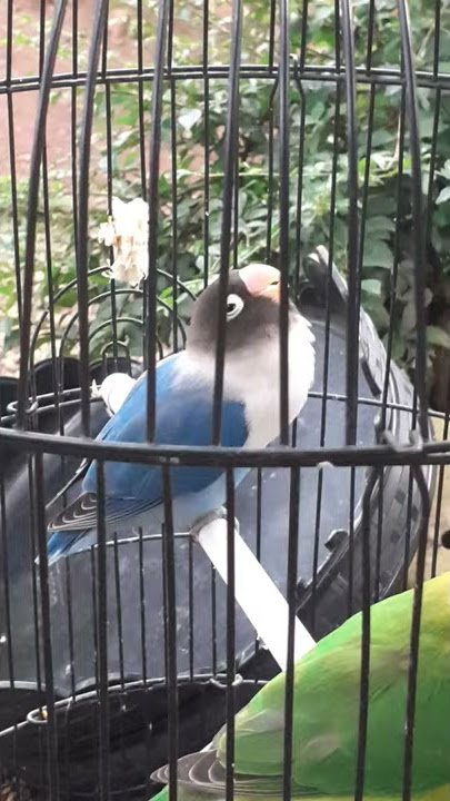 konsletan jantan gantang perdana milik Mr. Ulin Bocil