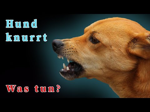 Video: So verhindern Sie, dass Hunde knurren und schnappen