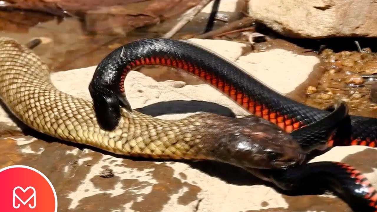 BATALHA DE COBRA VENENOSAS