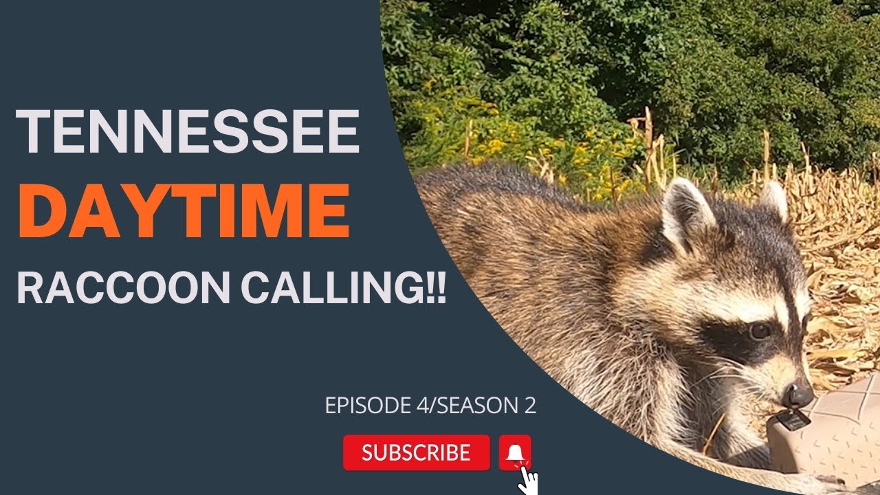Tennessee Daytime Raccoon Calling YouTube tennessee-daytime-raccoon-calling-youtube