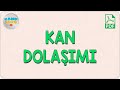 Kan Dolaşımı | AYT Biyoloji 2020