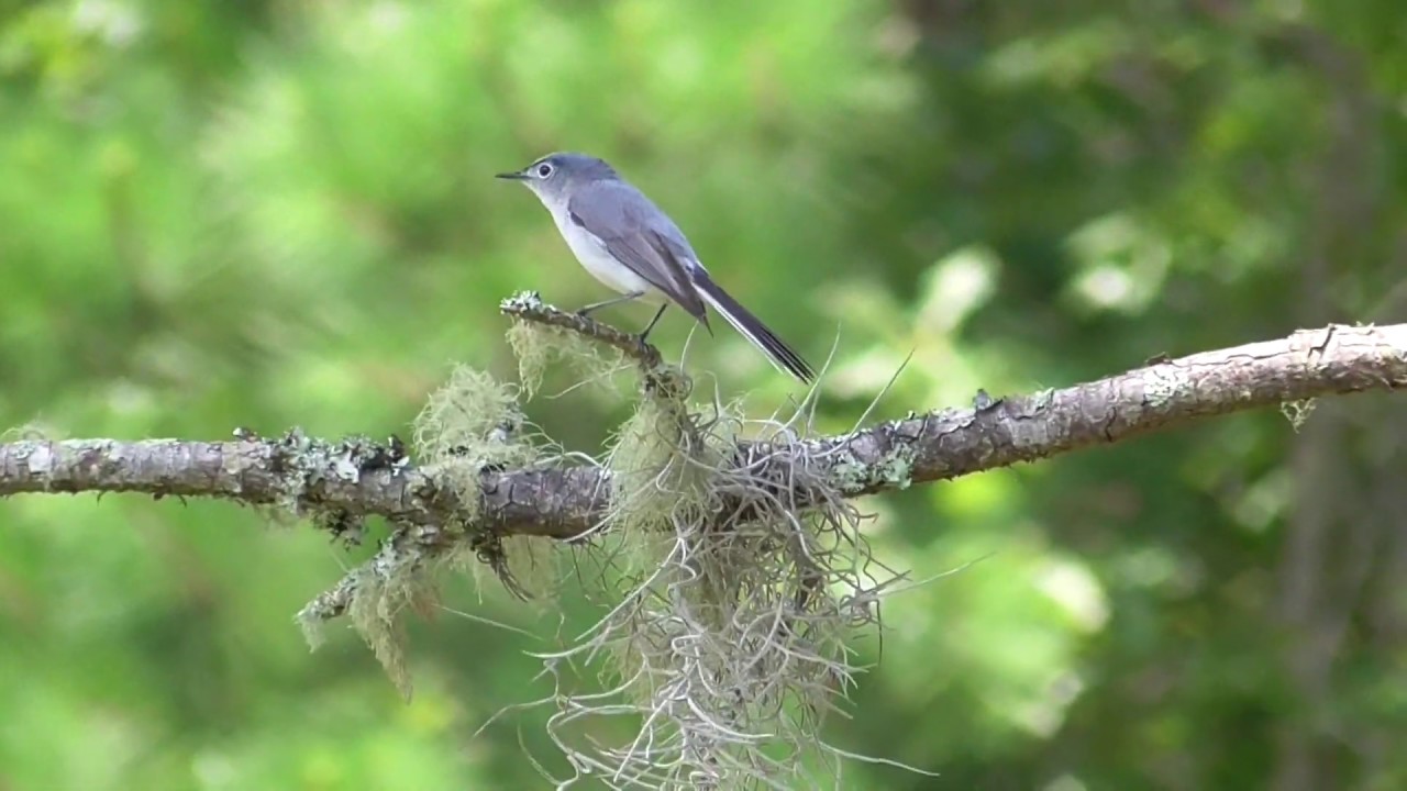 Blue-gray Gnatcatcher - Caw Caw Interpretive Center, SC 