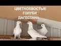 Голуби город Каспийск (Дагестан)Pigeons city of Kaspiysk (Dagestan)