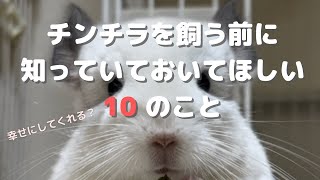 チンチラを飼う前に知っておいてほしい10のこと【かわいいだけじゃない、チンチラ飼育ここが大変】