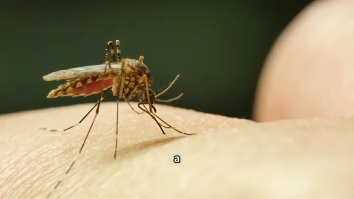 Fun facts about mosquitoes!