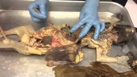 Respiratory and digestive cat dissections