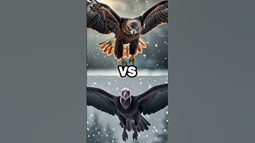 Thumbnail of Brown Eagle vs Seagull vs Pelican vs Vulture vs Bald Eagle!