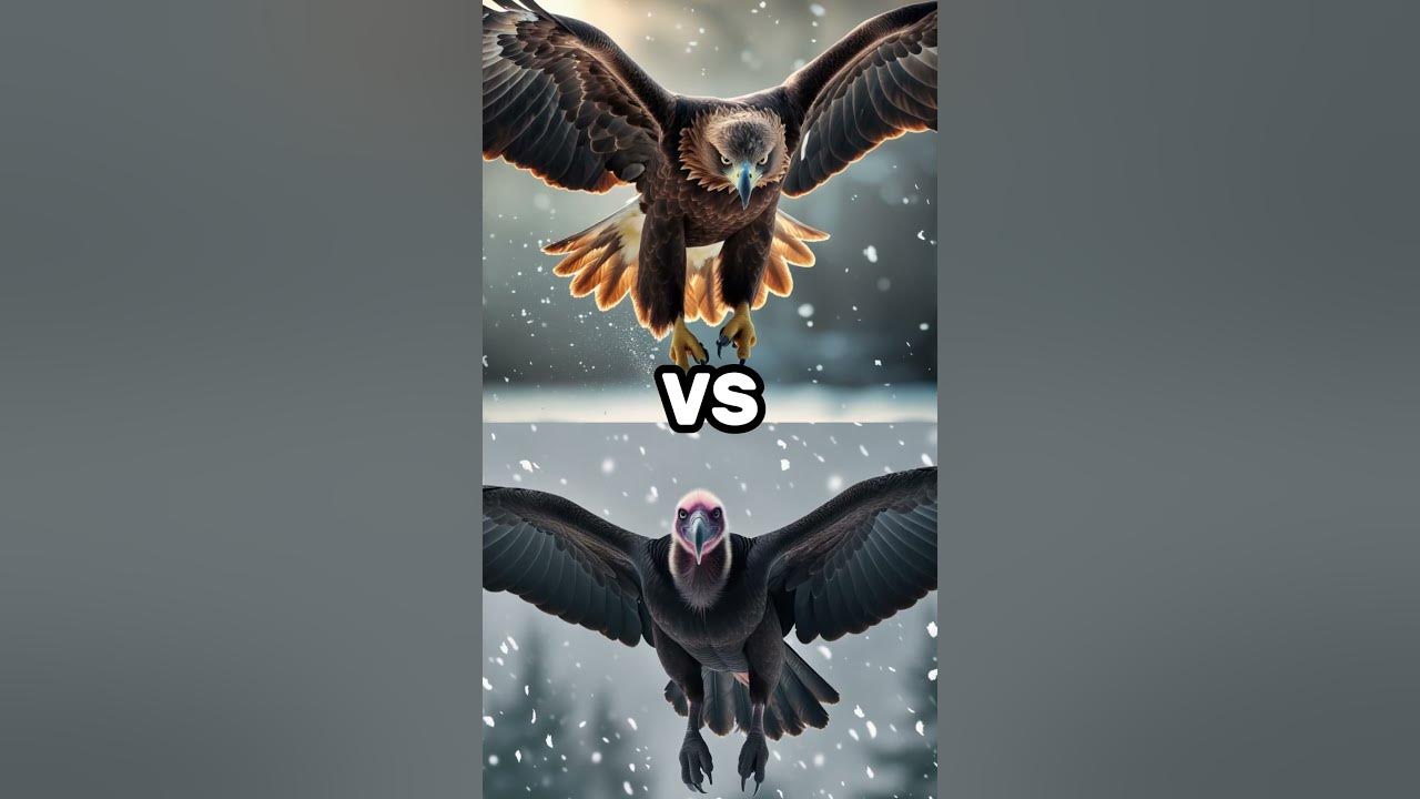 Brown Eagle vs Seagull vs Pelican vs Vulture vs Bald Eagle!