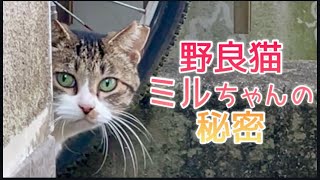桜耳の野良猫さん通い猫のミルちゃんのすごい秘密を知りました