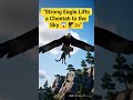"Strong Eagle Lifts a Cheetah to the Sky 😱🦅🐆"