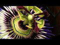 Passiflora Close Up