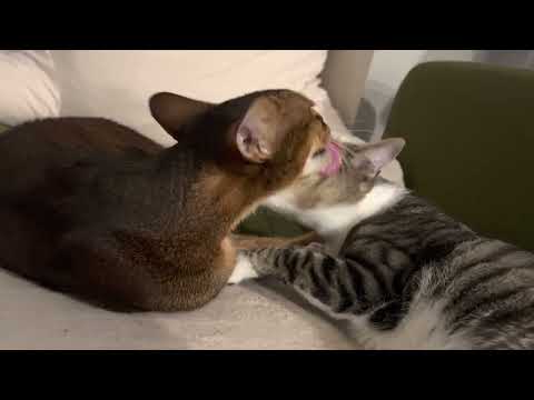 Cats Aggressively Licking Each Other