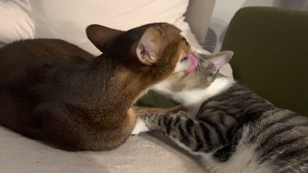Cats aggressively licking each other