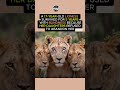 Blind Lioness Survived 5 Years… Thanks to Her Daughters 🥺🦁