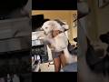 What happened at the end?🙀#shorts#youtubeshorts#viral #popular #Uk_Pet_Hub #usa #american