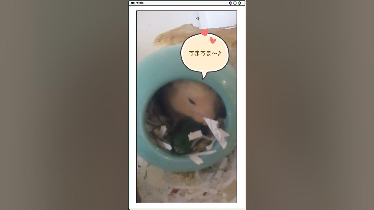 【ハムスター】きゅうり好きのハムスター #shorts #ハムスター #キンクマ #hamster - Maxres2
