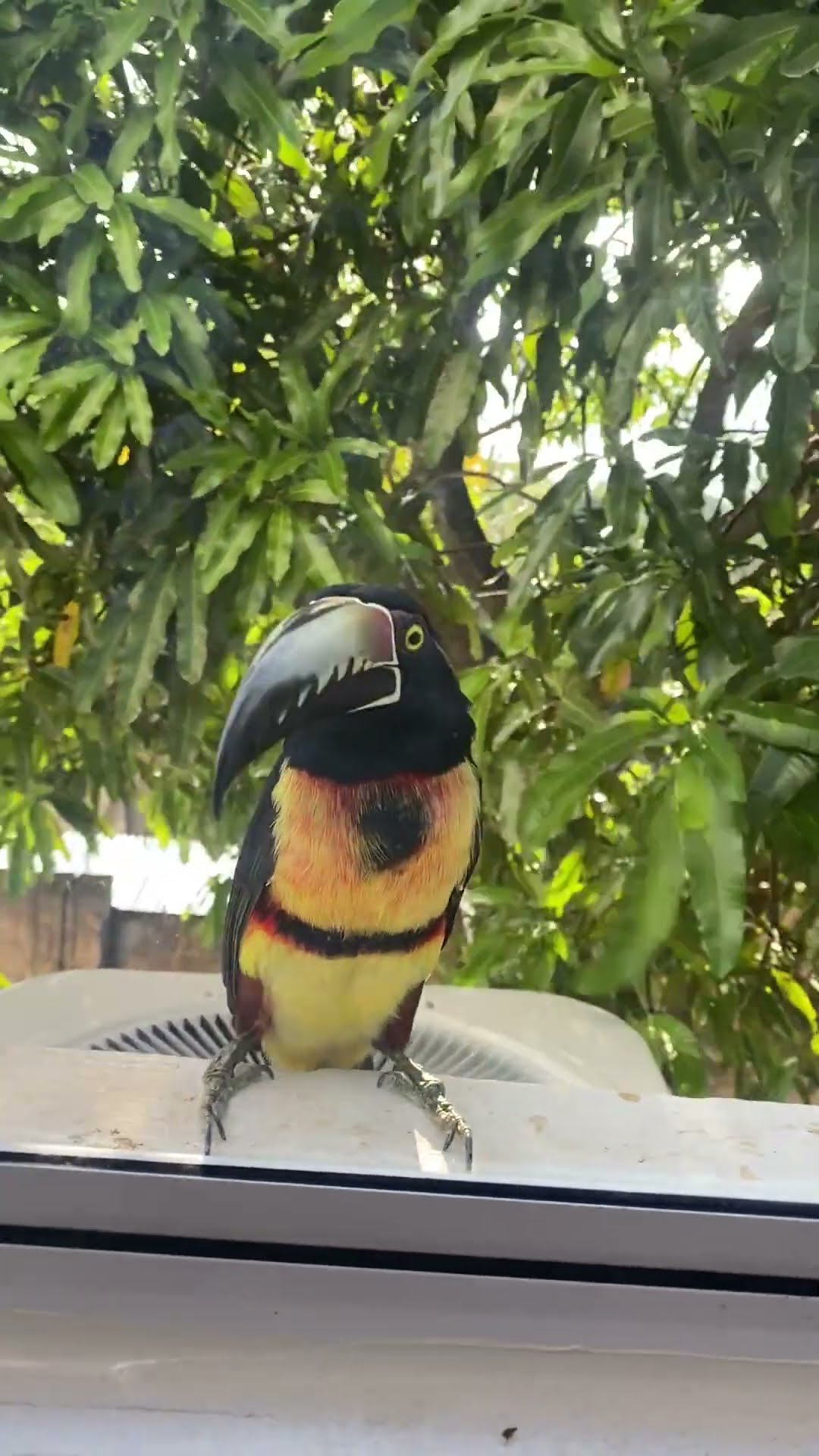 Collared Aracari Toucan Rams Window || ViralHog