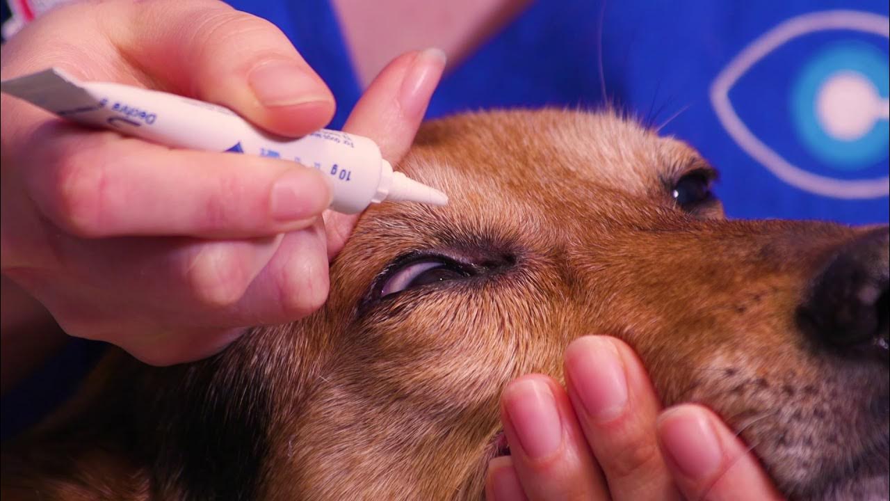 How to apply ointment to your dog's eyes YouTube