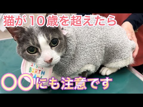 猫が１０歳過ぎたら注意すべきこと 健診ではこれもチェックです Youtube