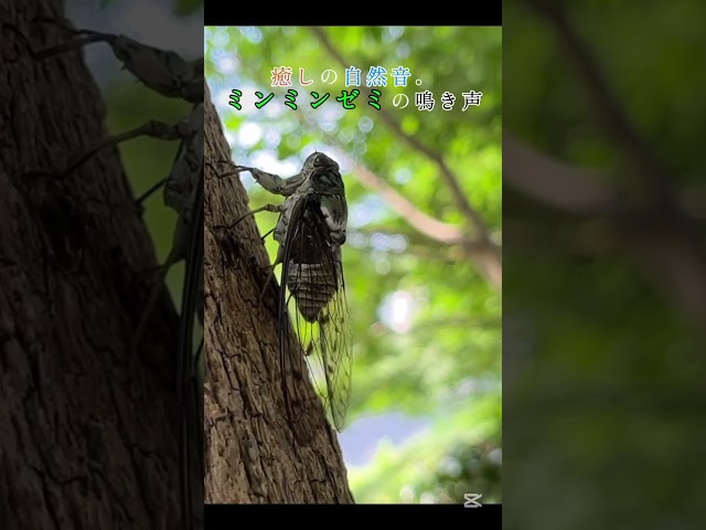 夏の終わりのミンミンゼミ